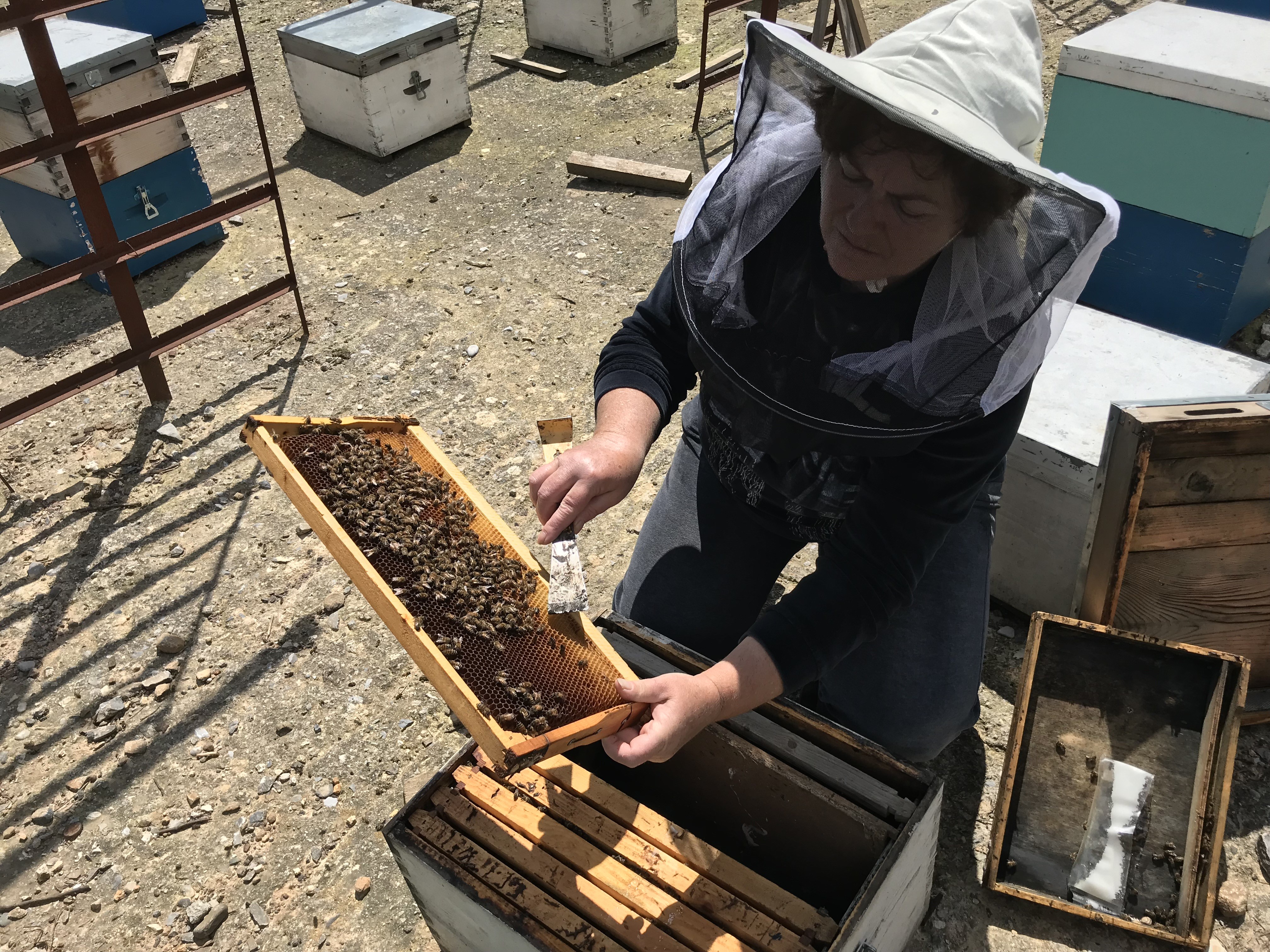 apiary-2-yclcA.JPG