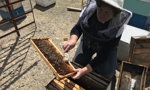 Crete- a beekeeper’s and honey-lovers’ heaven