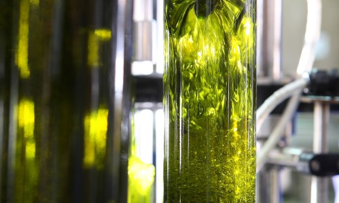 L'huile d'olive - L'Or liquide Crétois