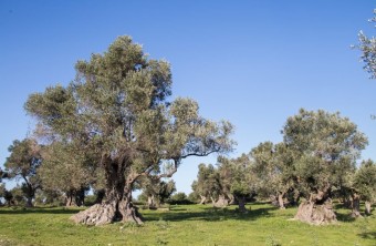 Olive oil tasting in an olive grove with ancient trees