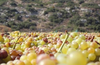 Into The Cretan Vineyard | Heraklion Wine Roads